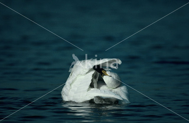Bewick’s Swan (Cygnus bewickii)