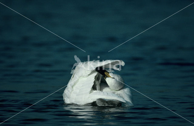 Kleine zwaan (Cygnus bewickii)