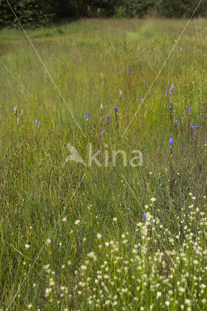 Marsh Gentian (Gentiana pneumonanthe)