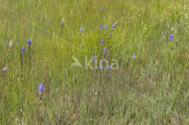 Marsh Gentian (Gentiana pneumonanthe)