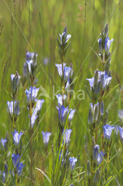 Klokjesgentiaan (Gentiana pneumonanthe)