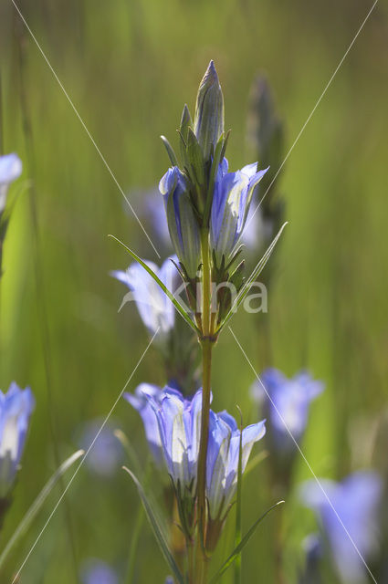 Marsh Gentian (Gentiana pneumonanthe)