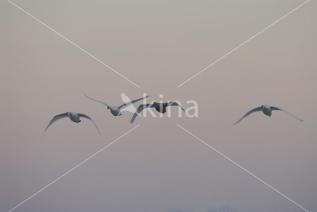 Mute Swan (Cygnus olor)