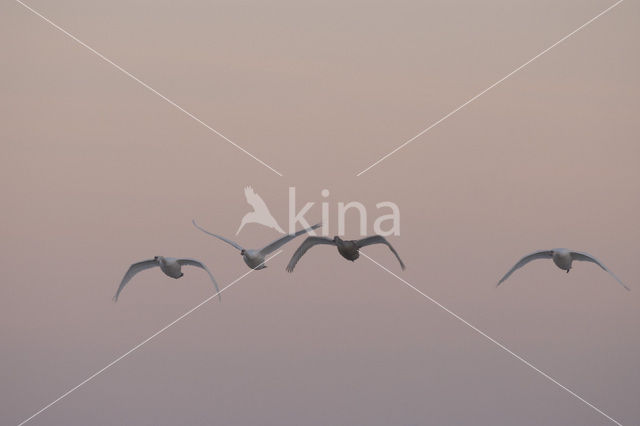 Mute Swan (Cygnus olor)