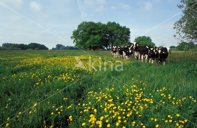 Cow (Bos domesticus)