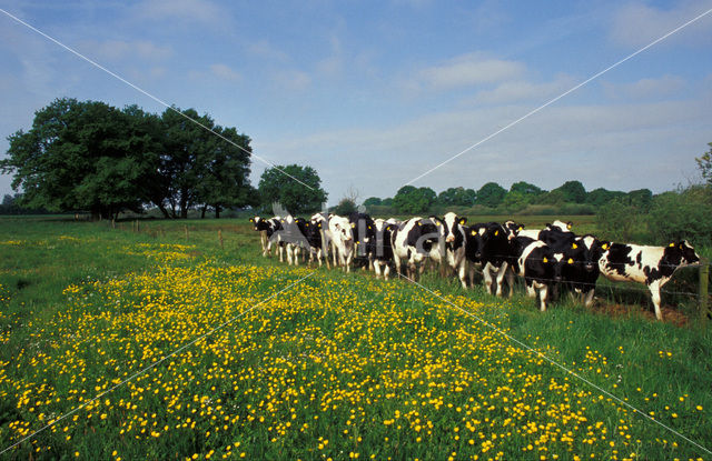 Cow (Bos domesticus)