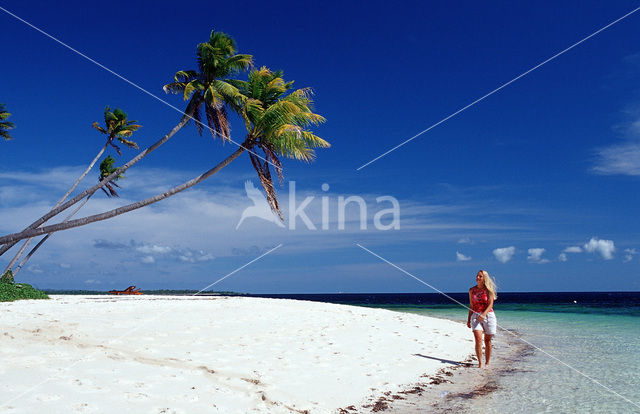 Coconut Palm (Cocos nucifera)