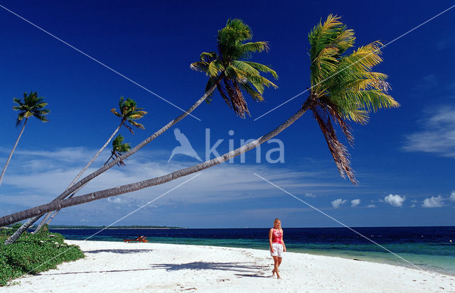 Coconut Palm (Cocos nucifera)