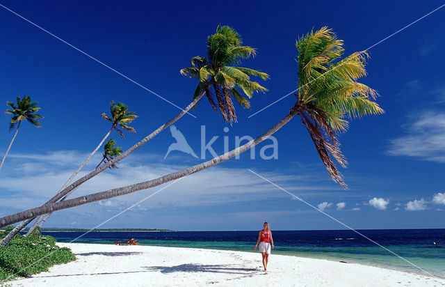 Coconut Palm (Cocos nucifera)