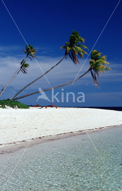 Coconut Palm (Cocos nucifera)