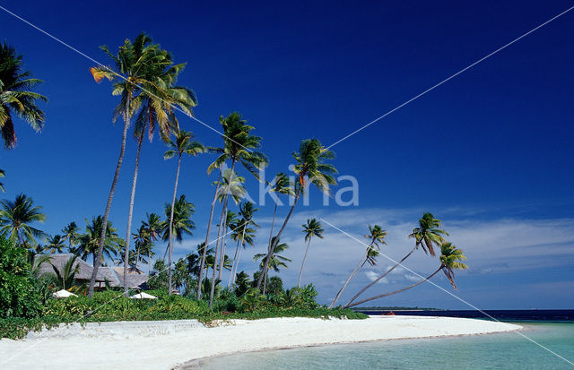 Coconut Palm (Cocos nucifera)