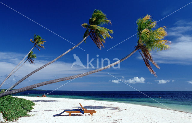 Coconut Palm (Cocos nucifera)