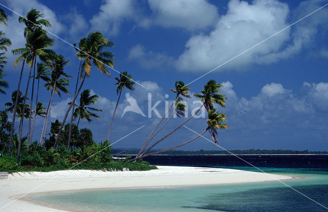 Coconut Palm (Cocos nucifera)