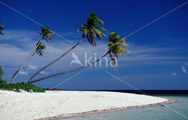 Coconut Palm (Cocos nucifera)