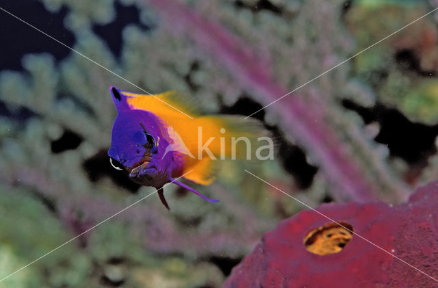 Koningsgramma (Gramma loreto)