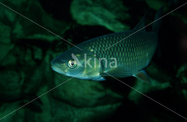 European Chub (Squalius cephalus)