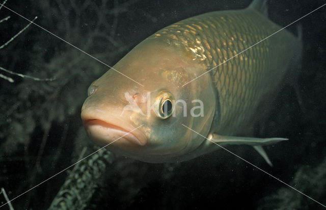 European Chub (Squalius cephalus)