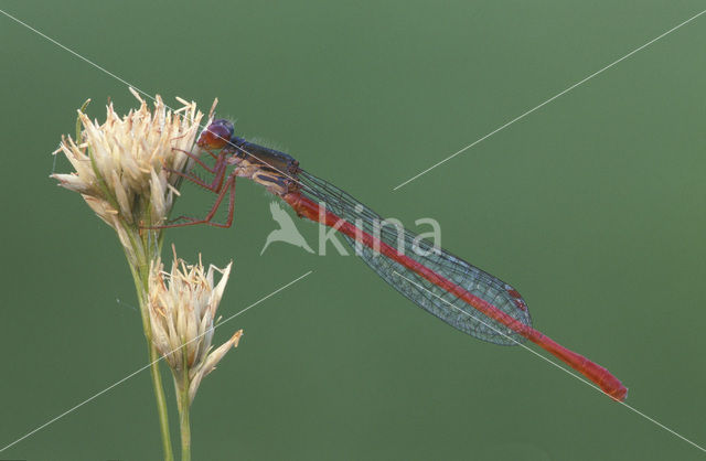 Small Red Damselfly (Ceriagrion tenellum)