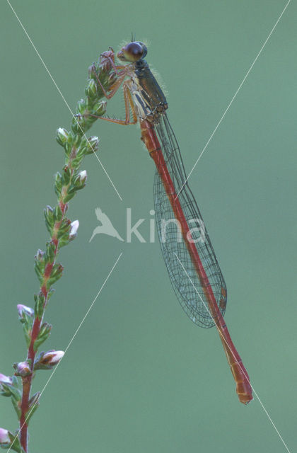 Small Red Damselfly (Ceriagrion tenellum)