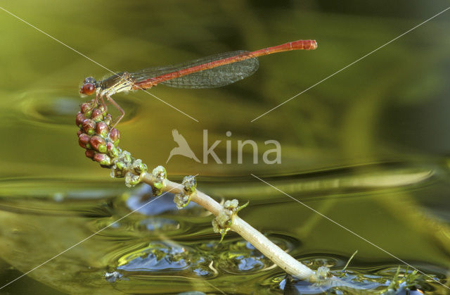Small Red Damselfly (Ceriagrion tenellum)