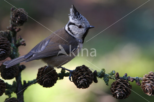 Crested Tit (Parus cristatus)