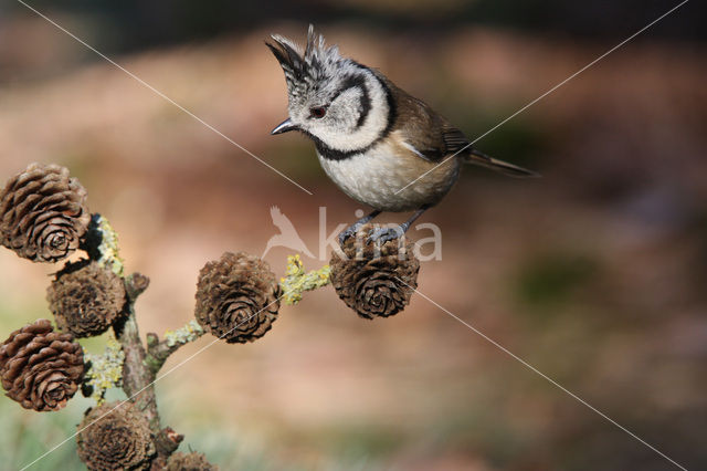 Crested Tit (Parus cristatus)