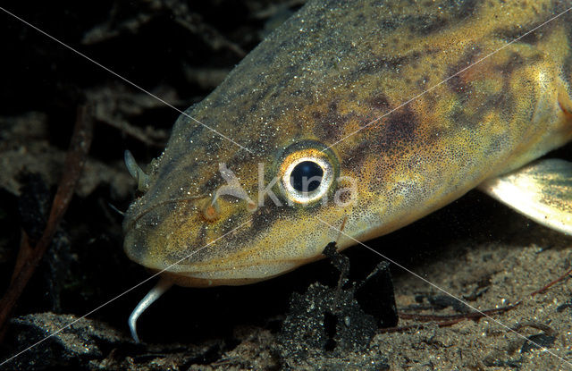 Burbot (Lota lota)