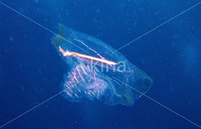 Comb jelly