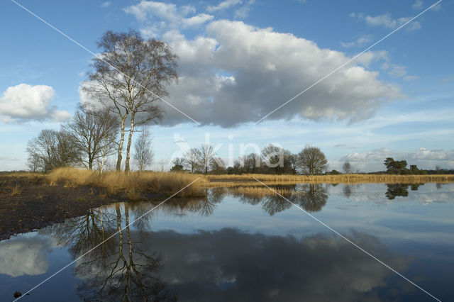 Landschotse Heide