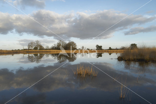 Landschotse Heide