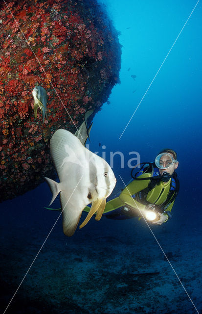 Langvin Vleermuisvis (Platax teira)