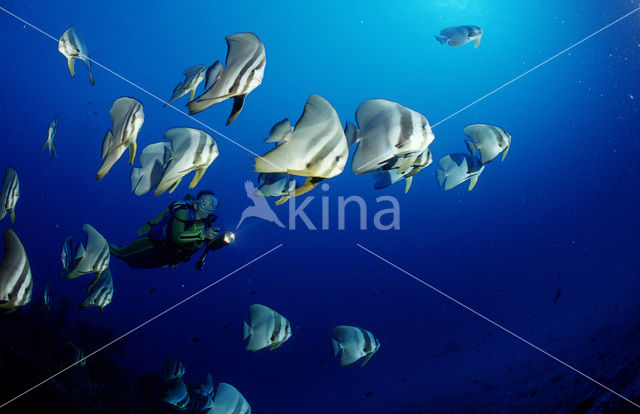 Longfin batfish (Platax teira)