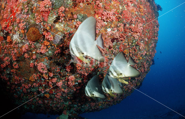 Longfin batfish (Platax teira)