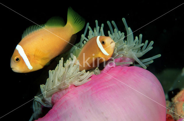 Maldives anemonefish (Amphiprion nigripes)