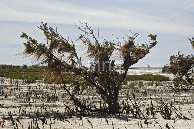 Mangrove