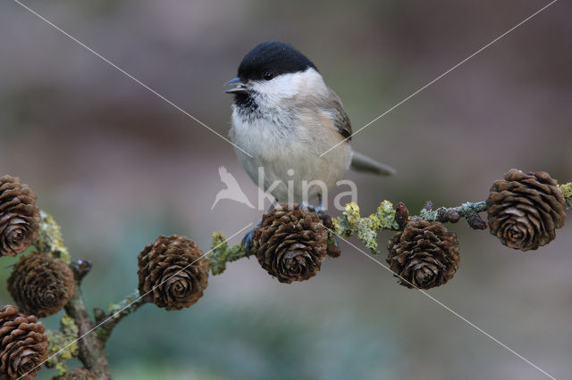 Matkop (Parus montanus)