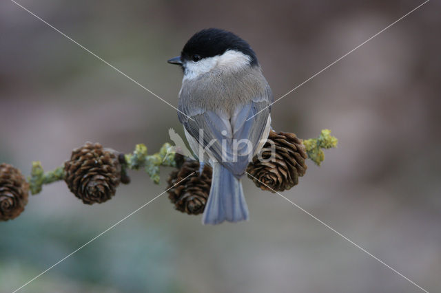 Matkop (Parus montanus)