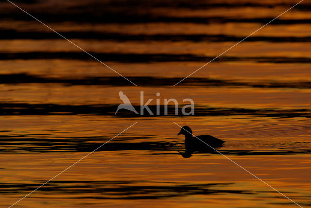 Common Coot (Fulica atra)