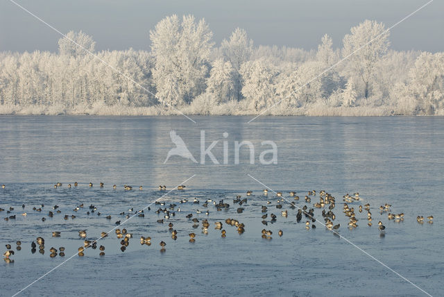 Common Coot (Fulica atra)