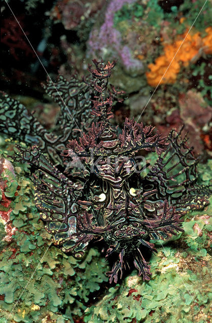 Merlet´s scorpionfish (Rhinopias aphanes)