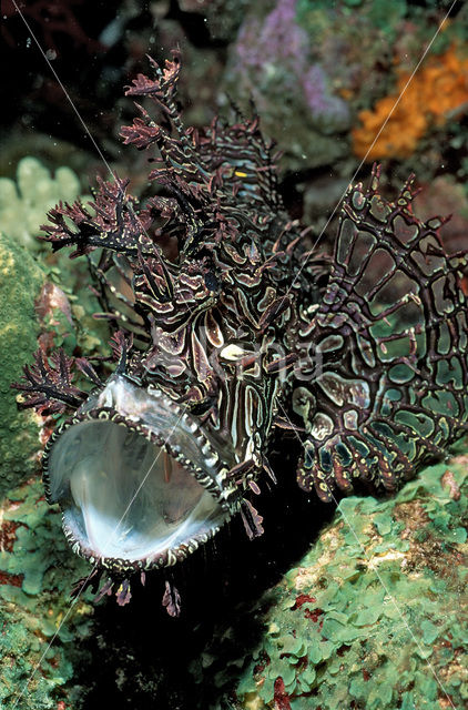 Merlet´s scorpionfish (Rhinopias aphanes)