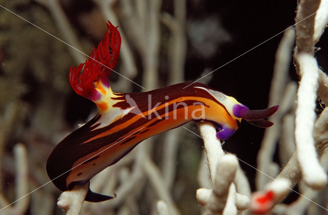 Sea slug (Nembrotha megalocera)