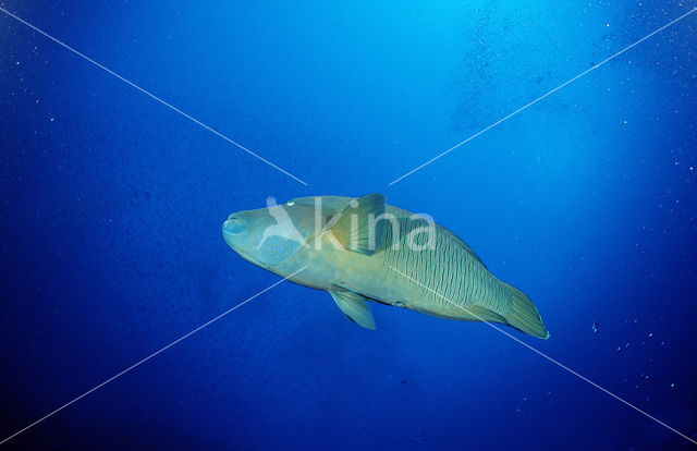 Humpback wrasse