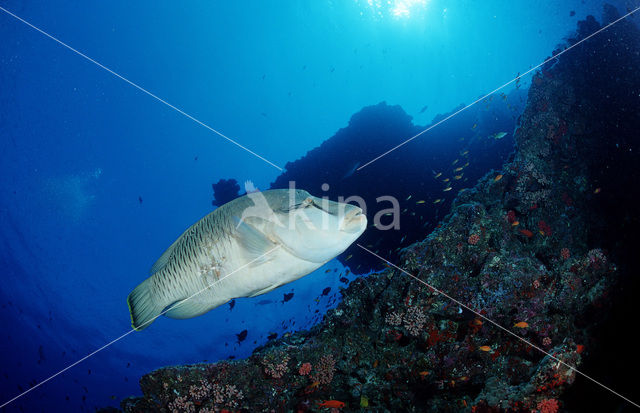Humpback wrasse