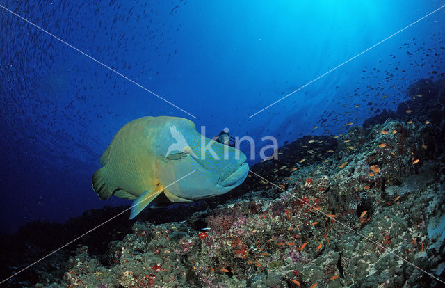 Humpback wrasse