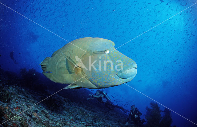 Humpback wrasse