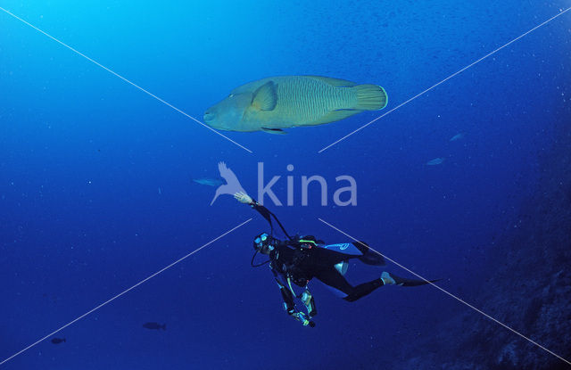 Humpback wrasse