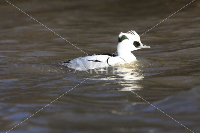 Smew (Mergellus albellus)