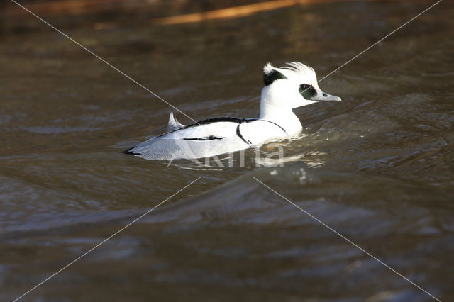 Smew (Mergellus albellus)