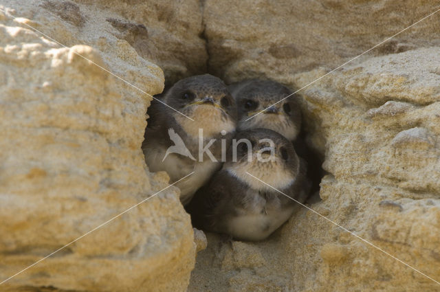 Bank Swallow (Riparia riparia)